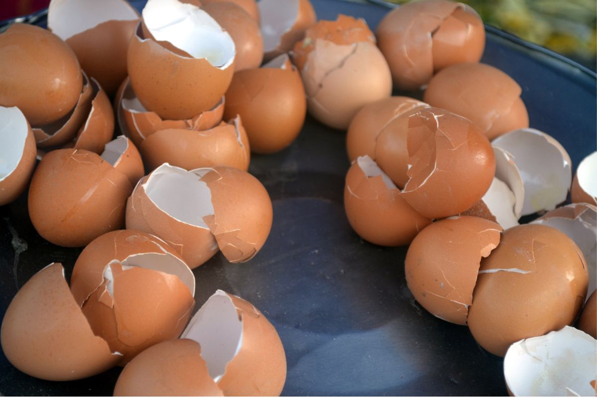 4 Tips for Recycling Egg Shells